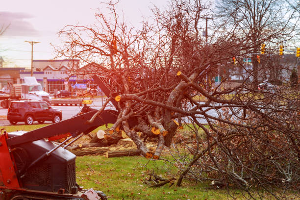 Best Tree Disease Treatment  in Deale, MD