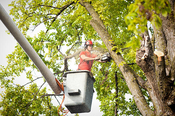 Professional Tree Care in Deale, MD